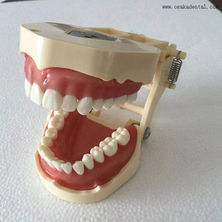 Стоматологическая ортодонтическая учебная модель, которая может тестироваться с помощью микровинтов